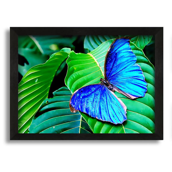 Brambly Cottage Stunning Blue Butterfly Picture Frame Photograph on